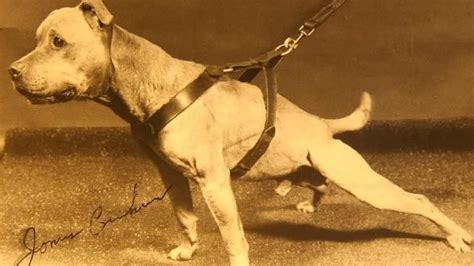 According to most, the Watchdog bloodline originally came from game bred American pitbull terriers of the Carver and Mason bloodlines. Some argue that this is false and even suggest that the bloodline was a mixed breed to begin with. From what I have heard there was a lot of blue or blue nosed. 