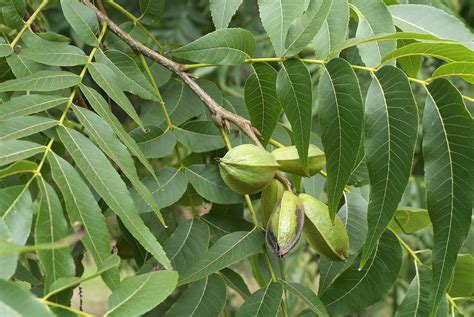 Carya illinoinensis