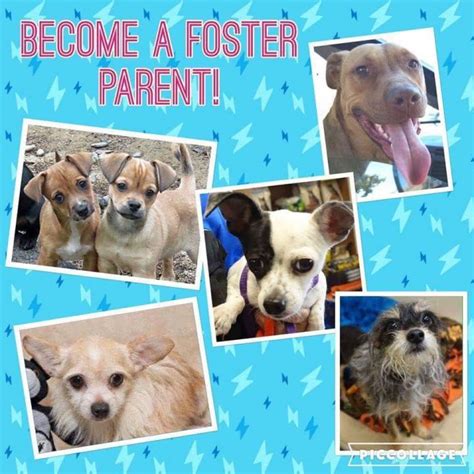 Learn more about Casa Dog in Puyallup, Washington, and search the available pets they have up for adoption on PetCurious.. 