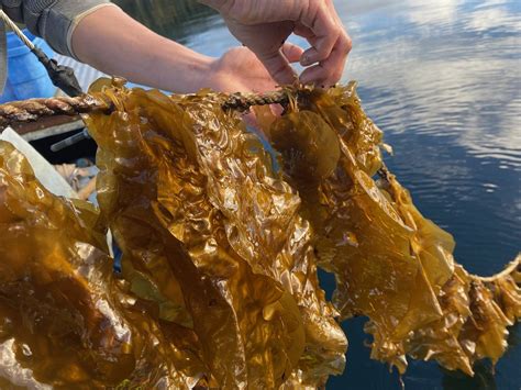 Cascadia Seaweed: Ocean Health, Plant Health & Animal Health