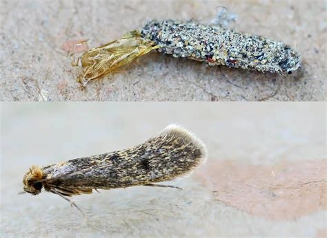 Case Bearing Moth: The Ultimate Guide to Shield Your Crops