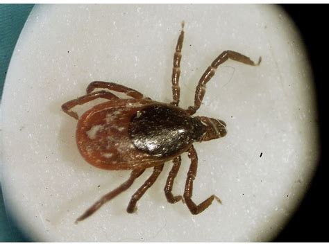 Cases of rare tick-borne disease on the rise in 8 states, CDC says