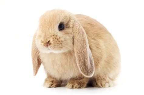 Cashmere Lop Rabbit Care Sheet Here Bunny