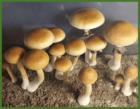 Casper shrooms. Casper Update! Cultivation This is my second grow and it's so cool to see the difference from my first. Hoping I can get another flush or two Share Sort by: Best. Open comment … 