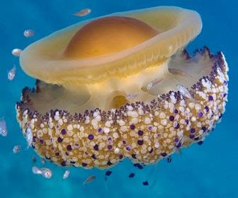 💋 Cassiopea.Mediterranea Onlyfans Leak +18 76 Vids