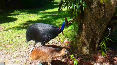 Cassowary attack. Things To Know About Cassowary attack. 