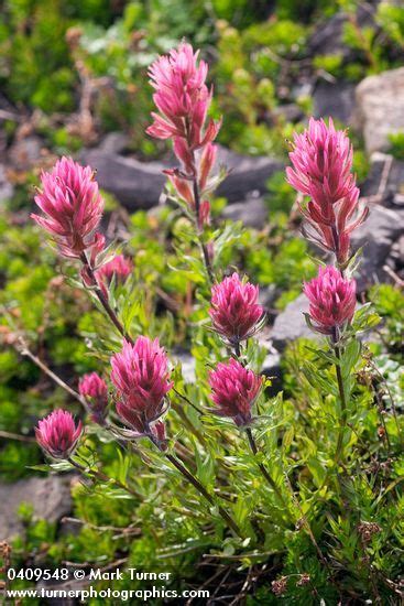 Castilleja parviflora Small-flowered Paintbrush Wildflowers of …