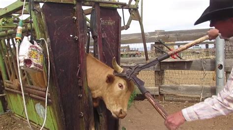 Castration and dehorning southern regional beef cow calf handbook. - Unfallflucht und fehlerhafte information in der kraftfahrzeug-haftpflichtversicherung.