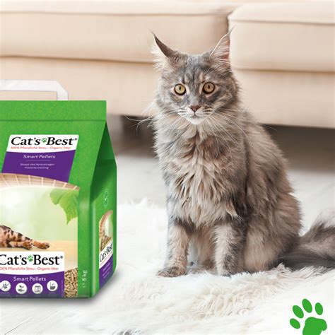 Cat's best