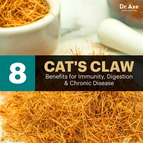 Cat’s Claw Benefits for Immunity, Digestion and Chronic Disease