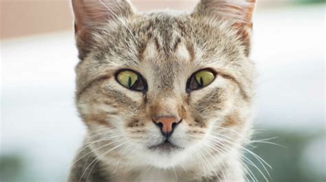 Cat’s Third Eyelid Showing And Lethargic: 12 Common Causes