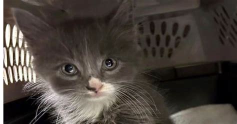 Cat’s out of the bag: Kitten turns up in a stolen car in Connecticut