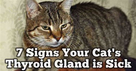 Cat’s weight loss a sign of thyroid trouble