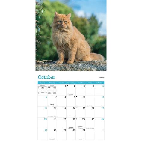 Cat 2024 Calendar