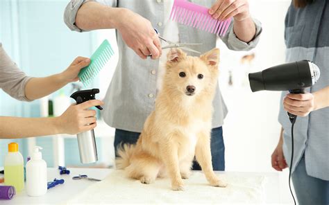 Cat And Dog Grooming in Eastbourne