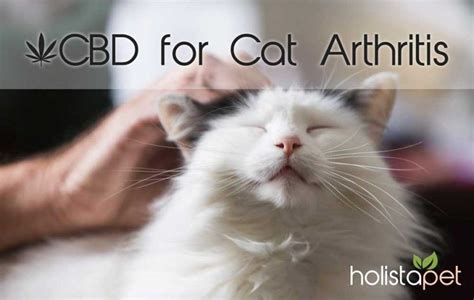 Cat Arthritis And Cbd