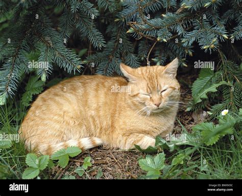 Cat Bush Onlyfans Leak PORN 🍆 54 Photos