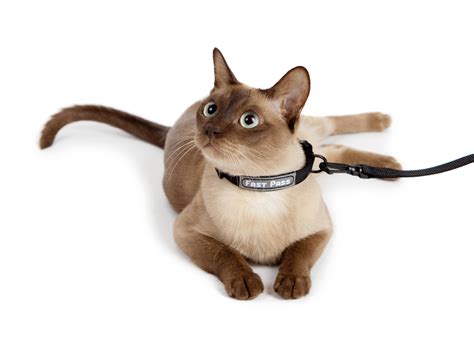 Cat Collars, Cat Leashes & Harnesses Walmart Canada