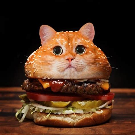 Cat Eating Burger fterc5