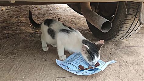 Cat Eating Chocolate Cake - YouTube