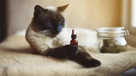 Cat Kidney Disease Treats With Cbd Oil
