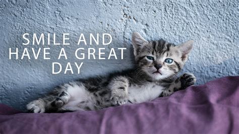 Cat Kitty GIF - Cat Kitty Have A Nice Day - Discover & Share GIFs