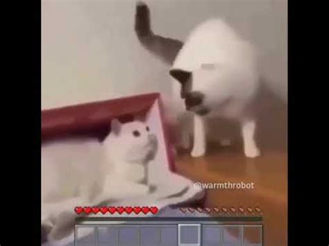 Cat Meme With Minecraft Death Sound - YouTube