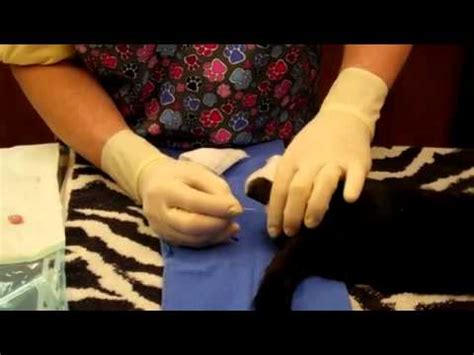 Cat Neuter Surgery with Doc Pawsitive - YouTube