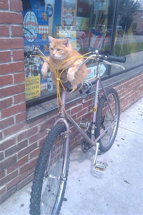Cat On Bike Meme