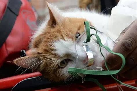 Cat Oxygen Tent: Providing Essential Respiratory Support for Feline Friends