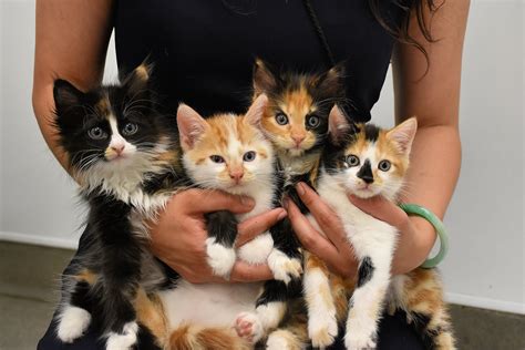 Cat Rescue & Cat Community Assistance Florida For The Love Of Cats