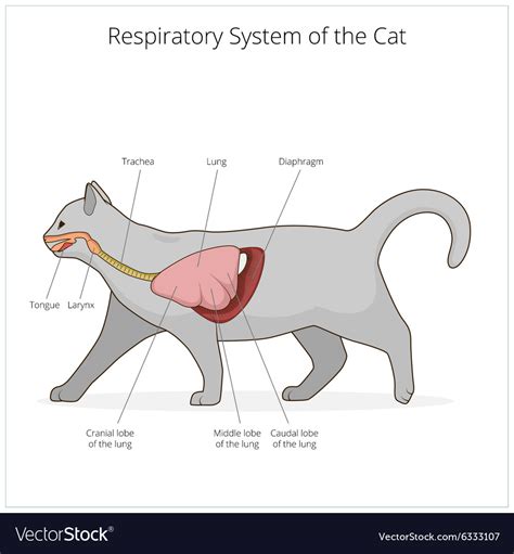 Cat Respiratory System Diagram