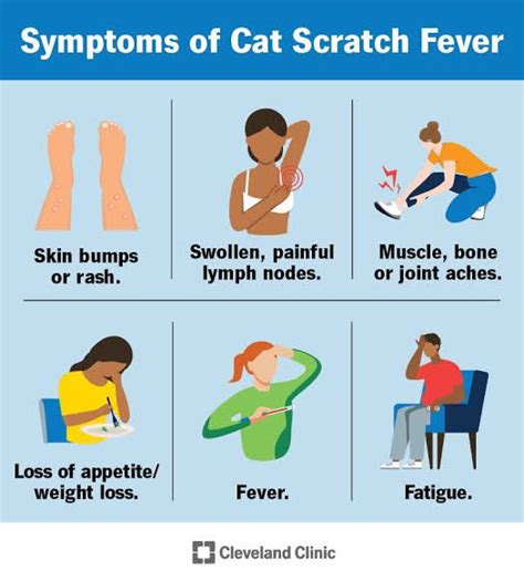 Cat Scratch Disease Symptoms and Treatments - BWM