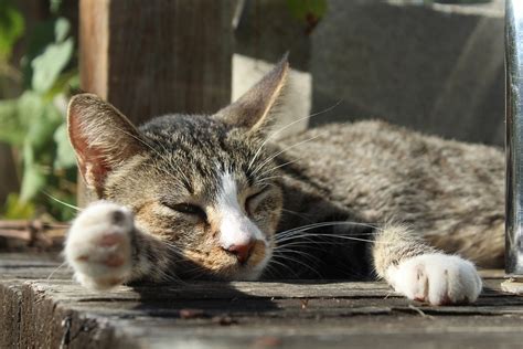 Cat Sleepy Porch - Free photo on Pixabay