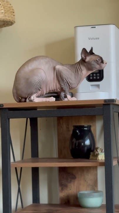 Cat Sphynx - YouTube