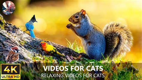 Cat TV Birds 🐦Chirping Birds and playing squirrel video for cats to ...