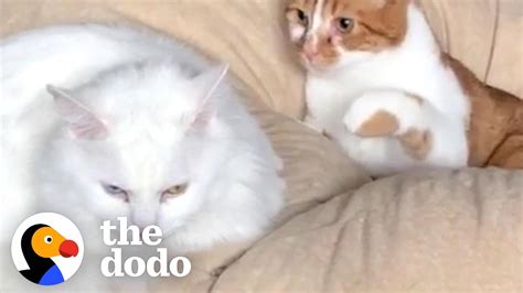 Cat Tries To Cope With Unrequited Love The Dodo Cat Crazy