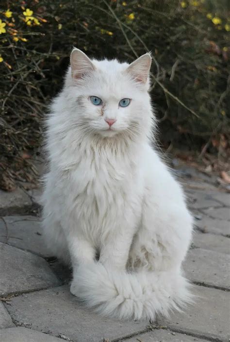 Cat Turkish Angora: traits and pictures - AnimalWised