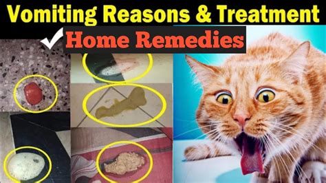 Cat Vomit - Treatments To Help Your Feline Friend