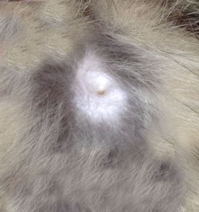 Cat Warts and All — What to Know - Catster