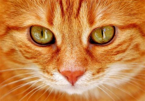 Cat With Orange Eyes – The Ultimate Guide You Need