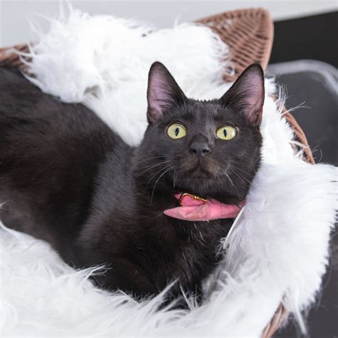 Cat adoption los angeles. Forgotten Angels Cat Rescue (FACR) is a non-profit cat rescue founded by volunteers dedicated to making a difference in the lives of unwanted and abandoned cats ... 