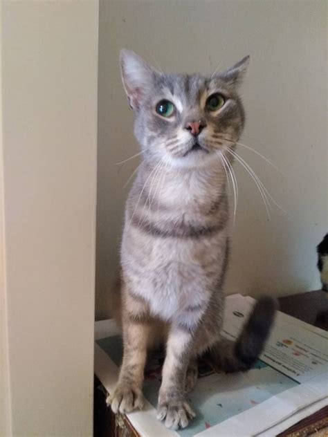 Cat adoption sweden.  D&auml;rf&ouml;r &auml;r det extra viktigt att hitta k&auml;rleksf...