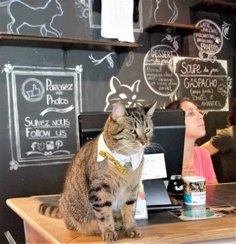 Cat and cafe. It is free to visit the café and view the cats, all while sipping on your wine or latte. However, in order to help defray the costs of housing and caring for ... 