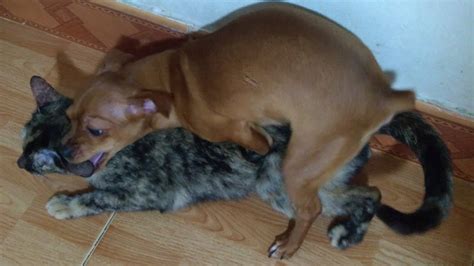 Cat and dog mating successful. Pregnancy or gestation ranges from 64 to 71 days; most cats deliver kittens or queen between days 63 and 65. The breeding date (s) should be recorded so that the delivery date can be predicted. A veterinary examination three to four weeks after breeding will usually confirm her pregnancy. For the duration of the pregnancy and for one month ... 
