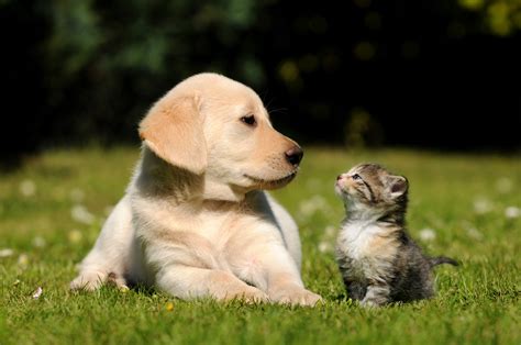 Dogs and cats living together eat in different places and show different mutual interactions: more dogs lick the cat (42.8%) and more cats ignore the dog (41.8%) than vice versa (P<0.001). However, most dogs and cats sleep at least occasionally (68.5%) and play together (62.4%; P<0.001). Although some body postures, such as the …. 