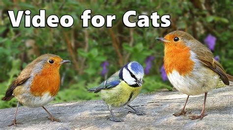 Cat bird videos. Best bird video for cats Another effort from the cat video powerhouse, Paul Dinning, this 18 minute film is shot in beautiful high-res and features the woodland birds of Tehidy Woods. Some reviewers … 