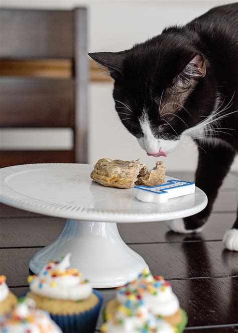 Cat birthday treats. Things To Know About Cat birthday treats. 