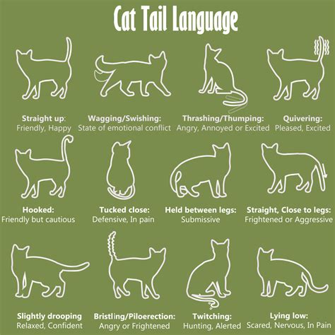 Cat body language chart. Defensive or angry. Ears are tucked back and down. Constricted pupils can be a sign a cat is angry. A tail thrashing or flicking back and forth could signal anger. A cat’s hackles may be up, with their body in a stretched-up position (back is arched and head is down). Angry cats will make hissing or snarling vocalizations. 