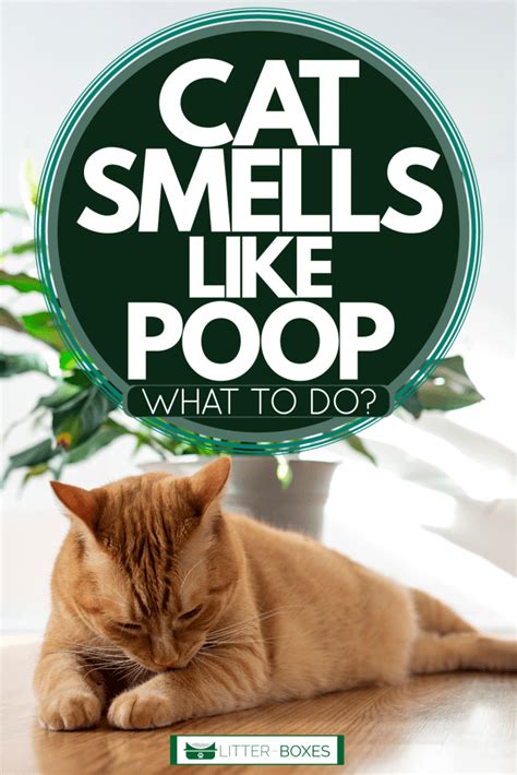 Smelly Poop In Cats: How To Fix It. However, if your cat’s feces are watery or there are signs of blood in the stool, you should take him to the veterinarian. ... There could be a few reasons why your cat’s breath smells like fish. If they are constantly licking their fur, they could be ingesting fish oils that are causing the bad breath .... 